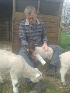 Naughty lamb undoing Andys laces!