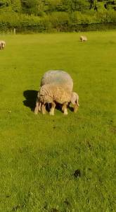 Twin lambs feeding on Elmfield Farm Cottages Self Catering family friendly cottages kent downs